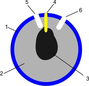 Datei:Ballinnenleben.png